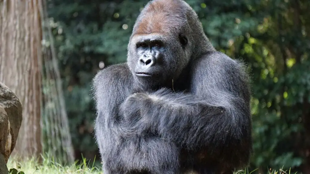 Close-up portrait of a gorilla outdoors showcasing its natural habitat and majestic presence.