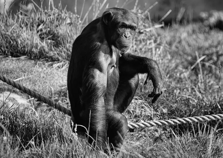 Chimpanzee and Communication: Exploring their Sign Language Abilities