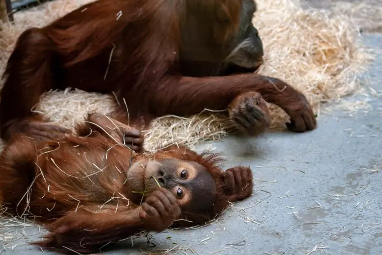 Sign Language in the Animal Kingdom: Can Animals Learn Sign Language?